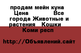 продам мейн куна › Цена ­ 15 000 - Все города Животные и растения » Кошки   . Коми респ.